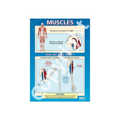 Picture of Muscles Wallchart
