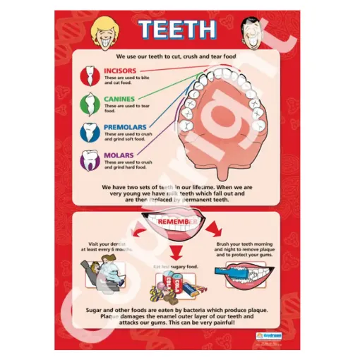 Picture of Teeth Laminated Wallchart