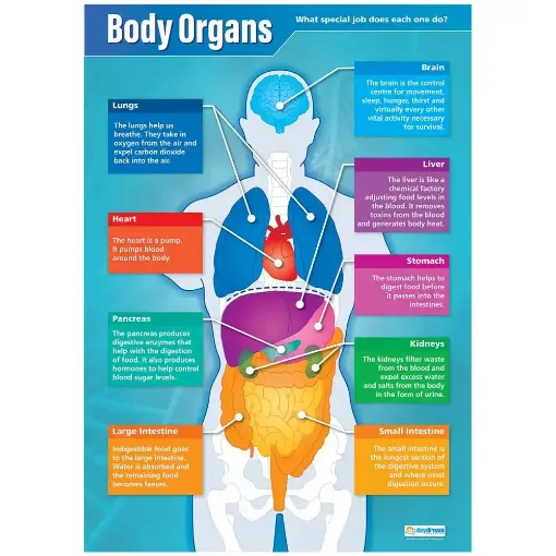 Picture of Body Organ Wallchart
