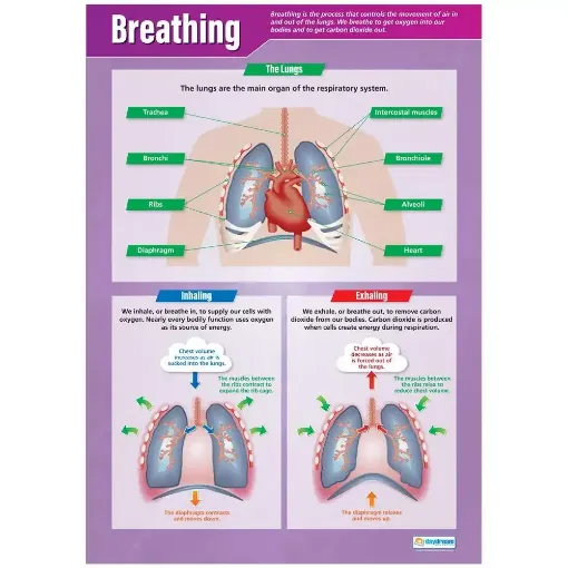 Picture of Breathing Laminated Wallchart