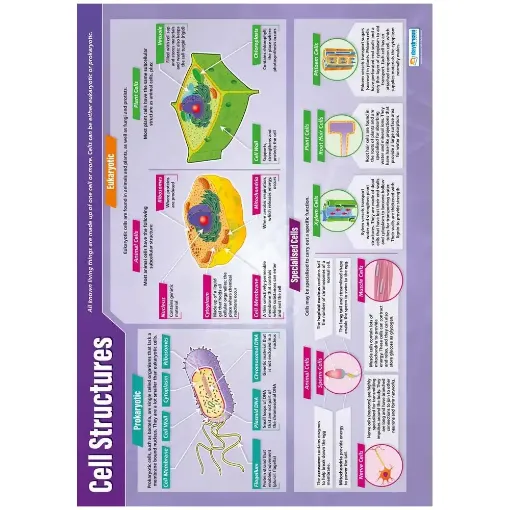 Picture of Cell Structure Laminated Wallchart