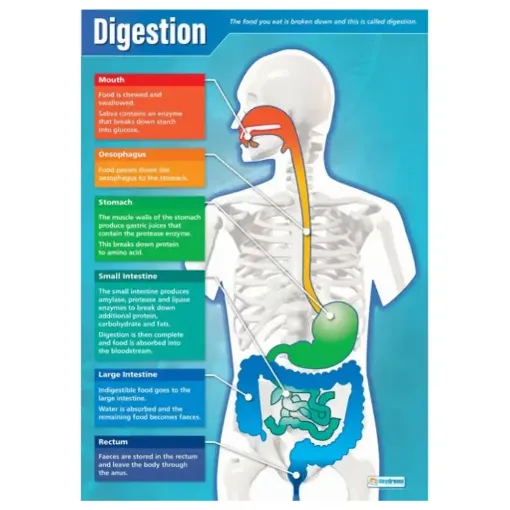 Picture of Digestion Laminated Wallchart