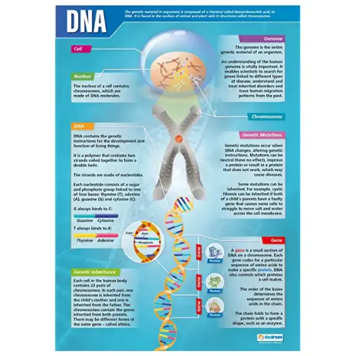 Picture of DNA Wallchart