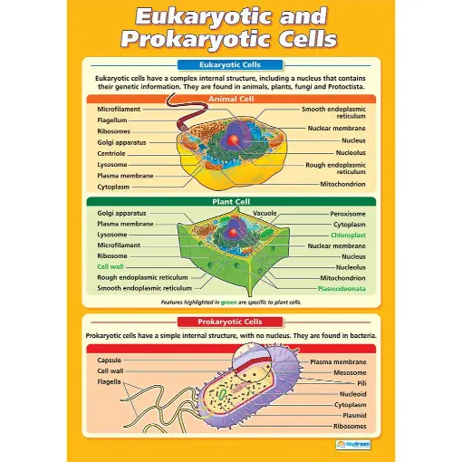 Picture of Eukaryotic & Prokaryotic Cells Laminated Wallchart