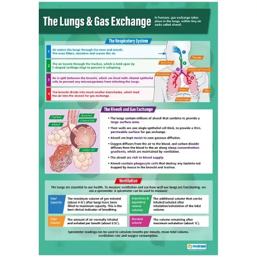 Picture of Lungs & Gas Exchange Laminated Wallchart