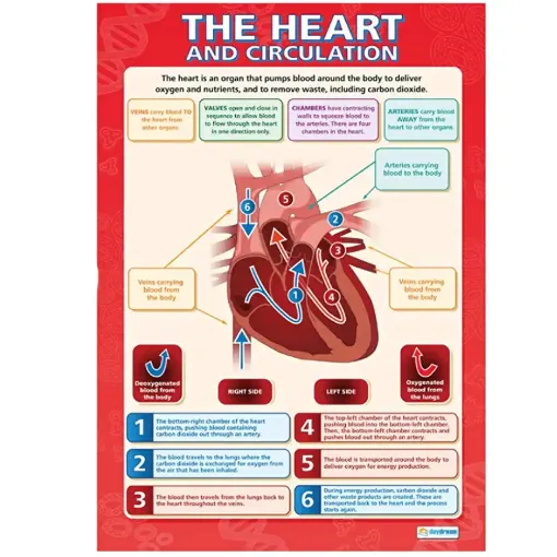 Picture of The Heart and Circulation Laminated Wallchart