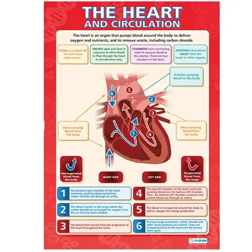 Picture of DD WC The Heart and Circulation web