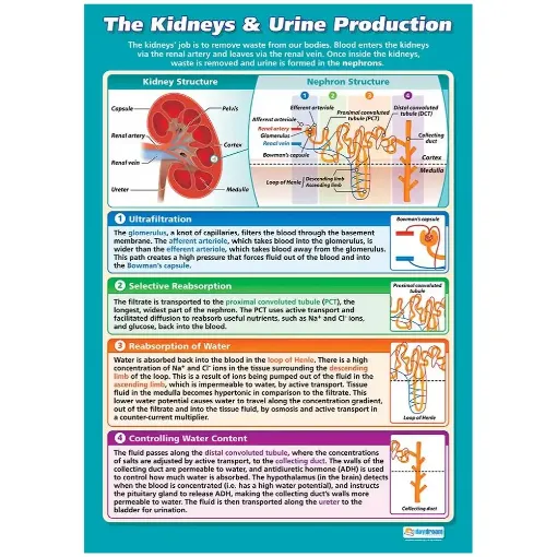 Picture of The Kidneys & Urine Production Laminated Wallchart