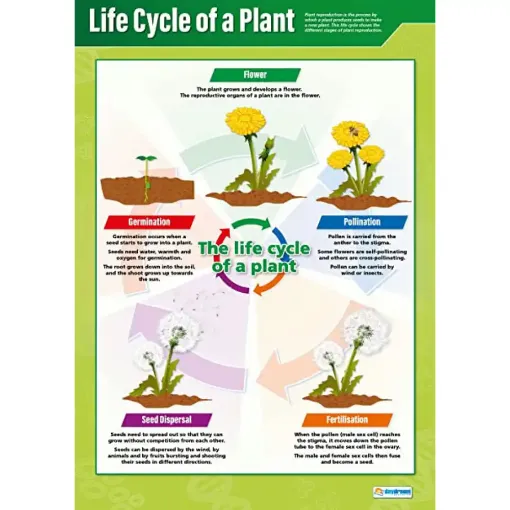 Picture of Life of a Plant Wallchart